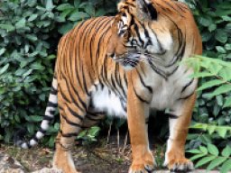 Tigre d&#039;Indochine